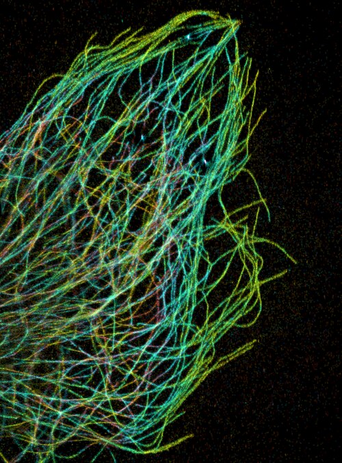 Microtubules fluorescence