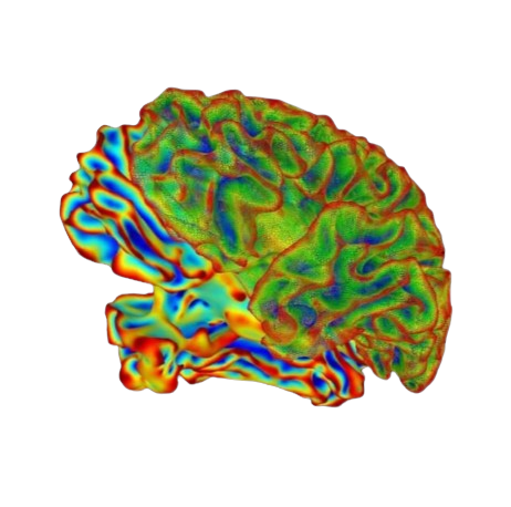 Brain illustration